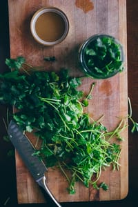 how to keep cilantro from wilting 4