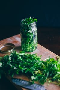 how to keep cilantro from wilting 6